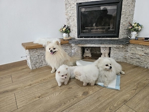 Pui Pomeranian de vânzare  - imagine 3