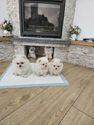 Pui Pomeranian de vânzare 