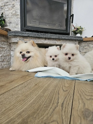 Pui Pomeranian de vânzare  - imagine 5