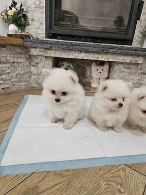 Pui Pomeranian de vânzare  - imagine 2