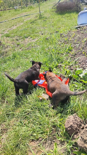 Căței Belgian Malinois 