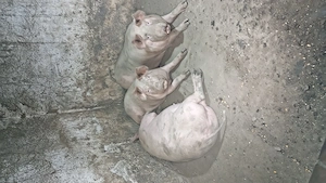 Vând porci de aproximativ  - imagine 2