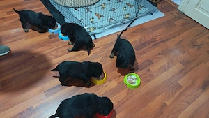 Vând Pui Rottweiler Talie Mare