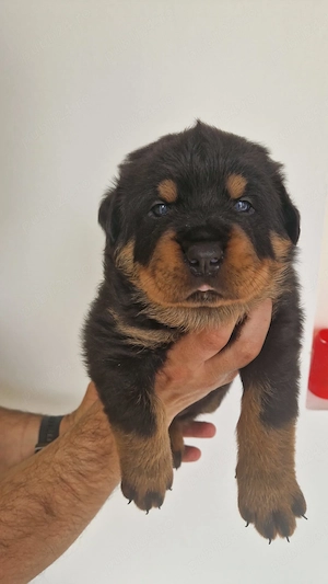  Pui Rottweiler Talie Mare - imagine 3