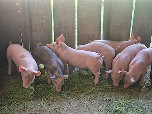 Vând purcei de 6 săptămâni 