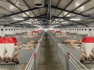 Vand Ferma zootehnica de porci plus: Sem Pezzaioli, Tractor, Vidanja si utilaje