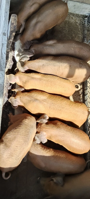 Vand porci rasa Duroc