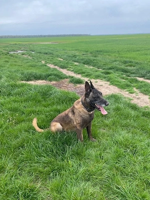 Ciobanesc belgian Malinois - imagine 4