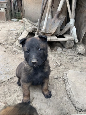 Ciobanesc belgian Malinois - imagine 5