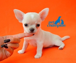 Chihuahua talie Mini Toy, par scurt, albi, maro, negru cu pete de foc