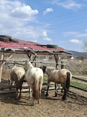 vând două iepe și o mânză fără defecte - imagine 2