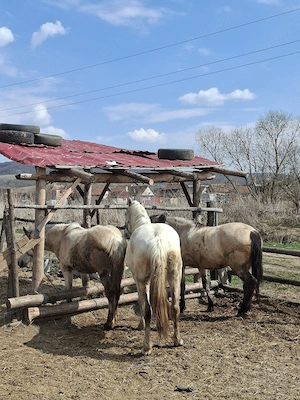 vând două iepe și o mânză fără defecte - imagine 3