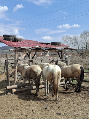 vând două iepe și o mânză fără defecte