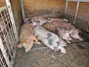 De vanzare,100-140kg 