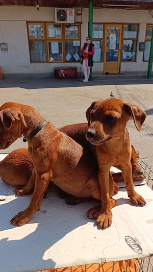 urgent puiuți de pinscher pitic maro roscat cu pete de foc - imagine 2