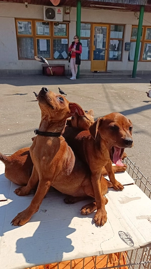 urgent puiuți de pinscher pitic maro roscat cu pete de foc - imagine 4