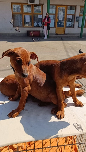 urgent puiuți de pinscher pitic maro roscat cu pete de foc