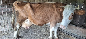 Vaca baltata romaneasca