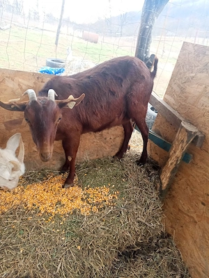 Vand capra Murciano Granadina 