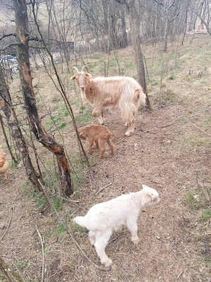 Vand capra cu o iada