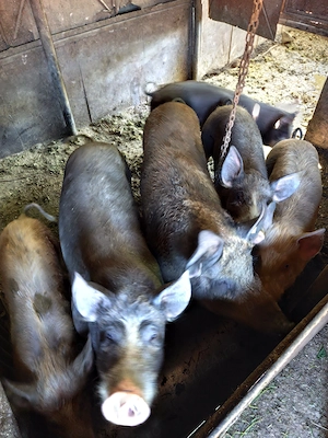 Vând porci carne  - imagine 2