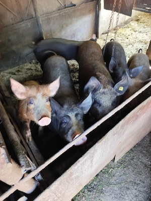 Vând porci carne  - imagine 3