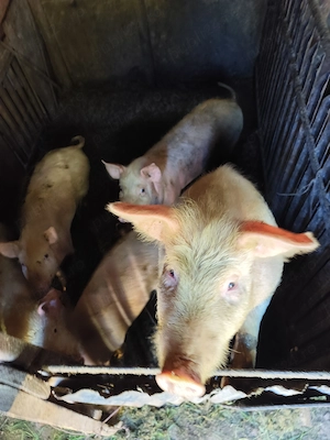 Vând purcei diferite greutăți  - imagine 2