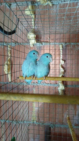 papagali forpus coelestis