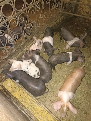 de vânzare  - imagine 5