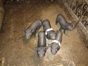 de vânzare  - imagine 4