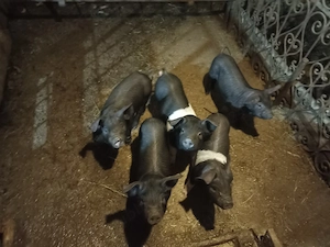 de vânzare  - imagine 3