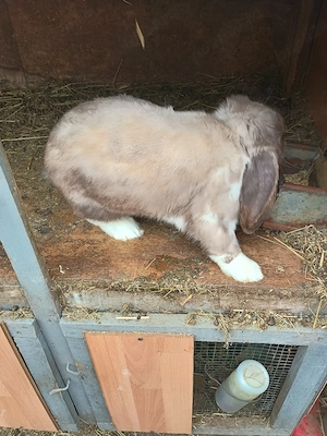 Vand doi masculi Berbec german  - imagine 4