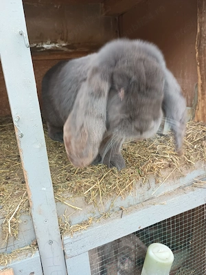 Vand doi masculi Berbec german 