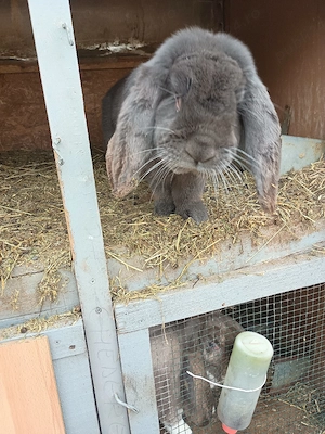 Vand doi masculi Berbec german  - imagine 5