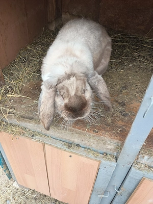 Vand doi masculi Berbec german  - imagine 2