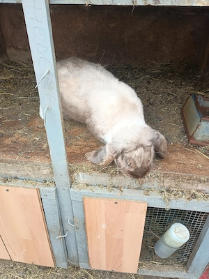 Vand doi masculi Berbec german  - imagine 3