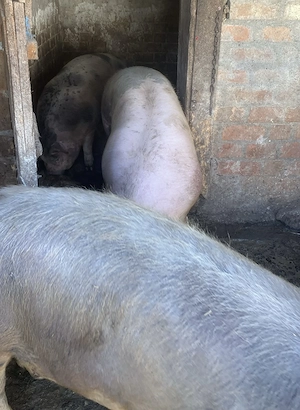 Vând porc, aproximativ 120-140 kg, 15 lei kg