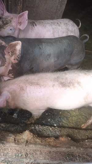 vand porci - imagine 2