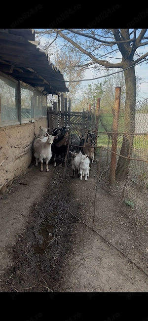 Vand capre cosereni, dolj  - imagine 5