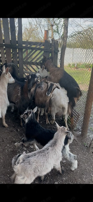 Vand capre cosereni, dolj 