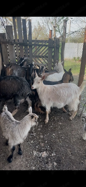 Vand capre cosereni, dolj  - imagine 4