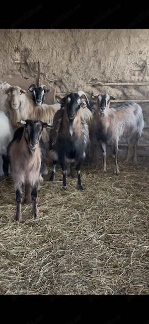 Vand capre cosereni, dolj  - imagine 2