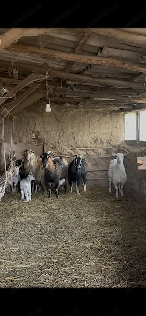 Vand capre cosereni, dolj  - imagine 3