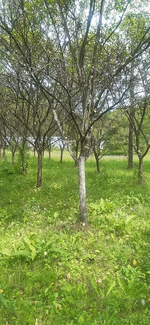 Teren de vânzare la munte (Cosmina de sus)