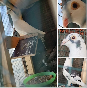 Pereche porumbei voiajori in Bucuresti