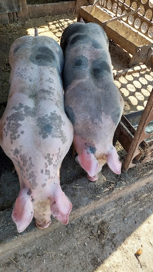 Grasuni Pietrani de vânzare 