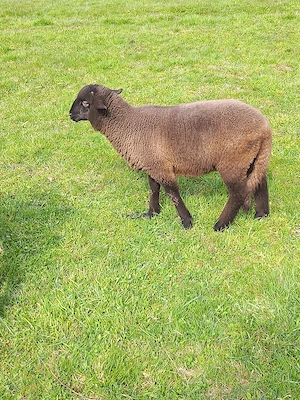 de vânzare 2 berbecuti .
