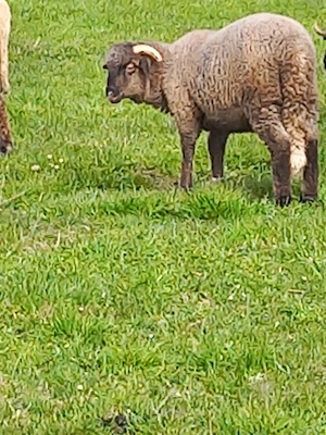 de vânzare 3 berbecuti . - imagine 2