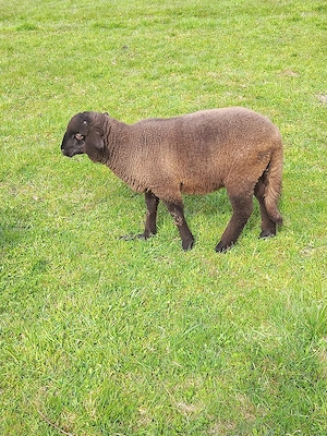 de vânzare 3 berbecuti . - imagine 3