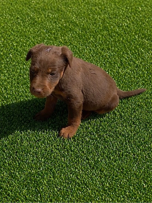 JagdTerrier jagd terrier